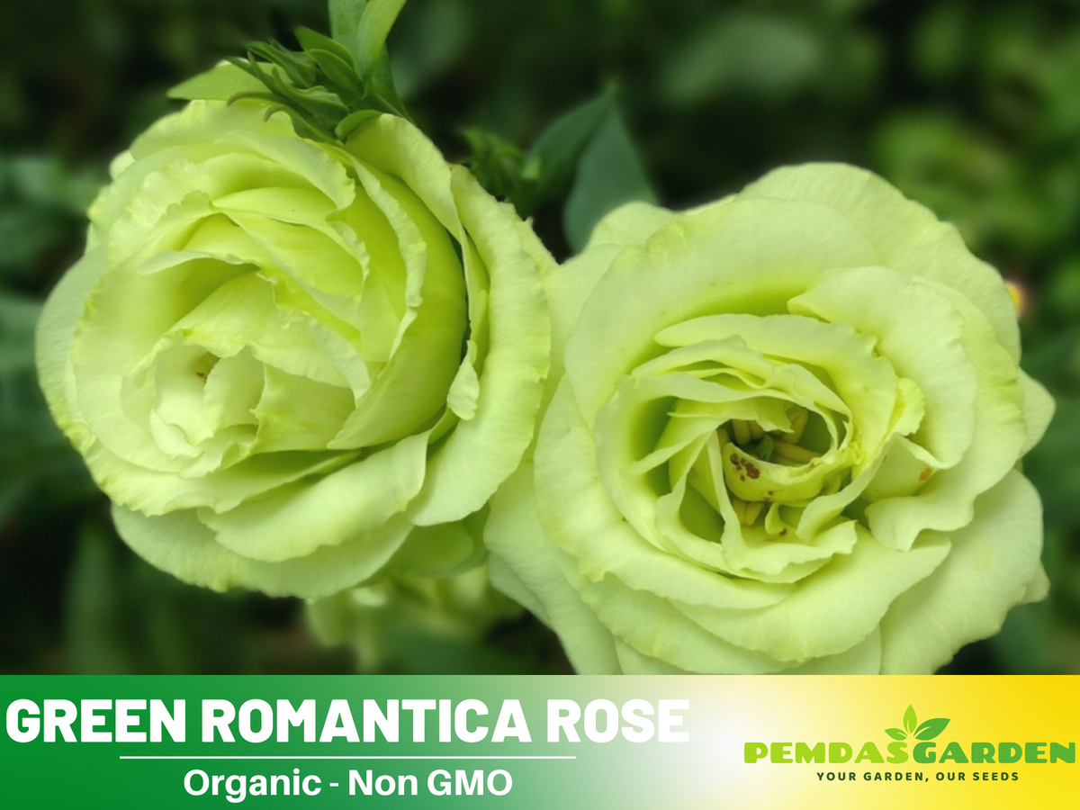 30 Rare Seed | Bright Green Rose Seeds Flower #1076