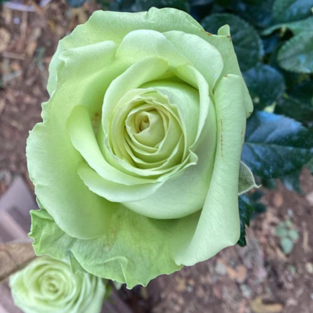 Bright Green Rose Seeds, 30 seeds