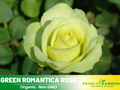 30 Rare Seed | Bright Green Rose Seeds Flower #1076