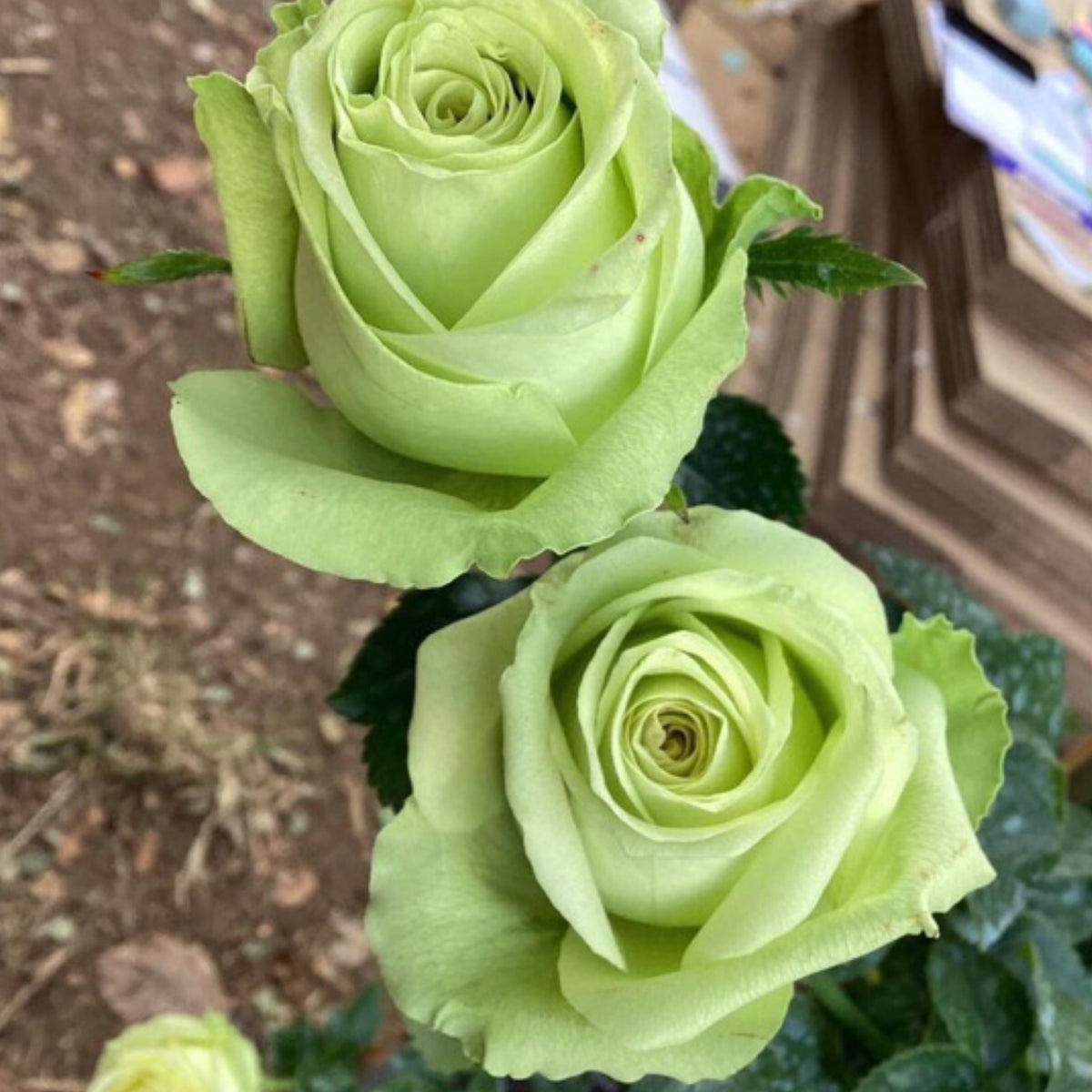 Bright Green Rose Seeds, 30 seeds