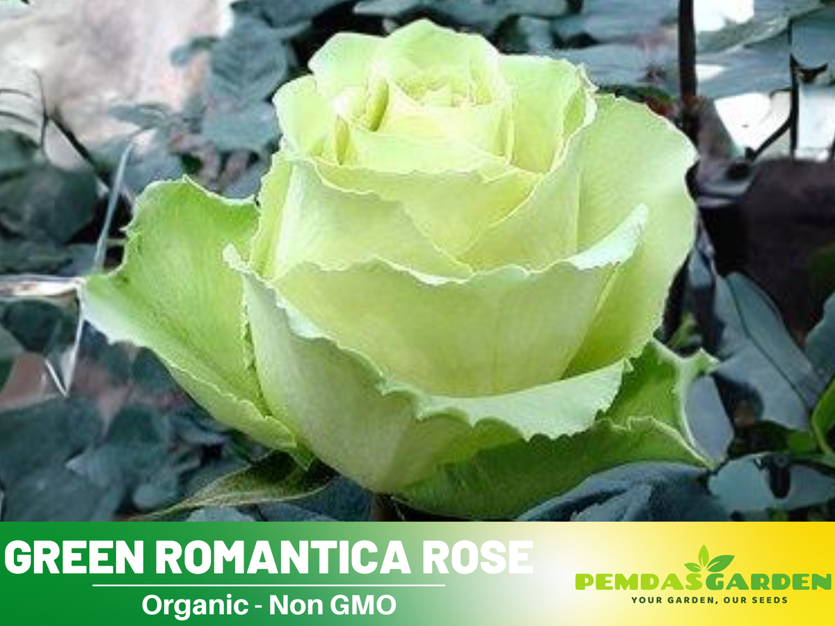 30 Rare Seed | Bright Green Rose Seeds Flower #1076