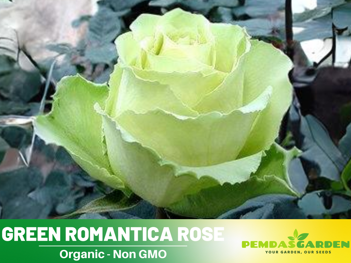 30 Rare Seed - Bright Green Rose Seeds #1076