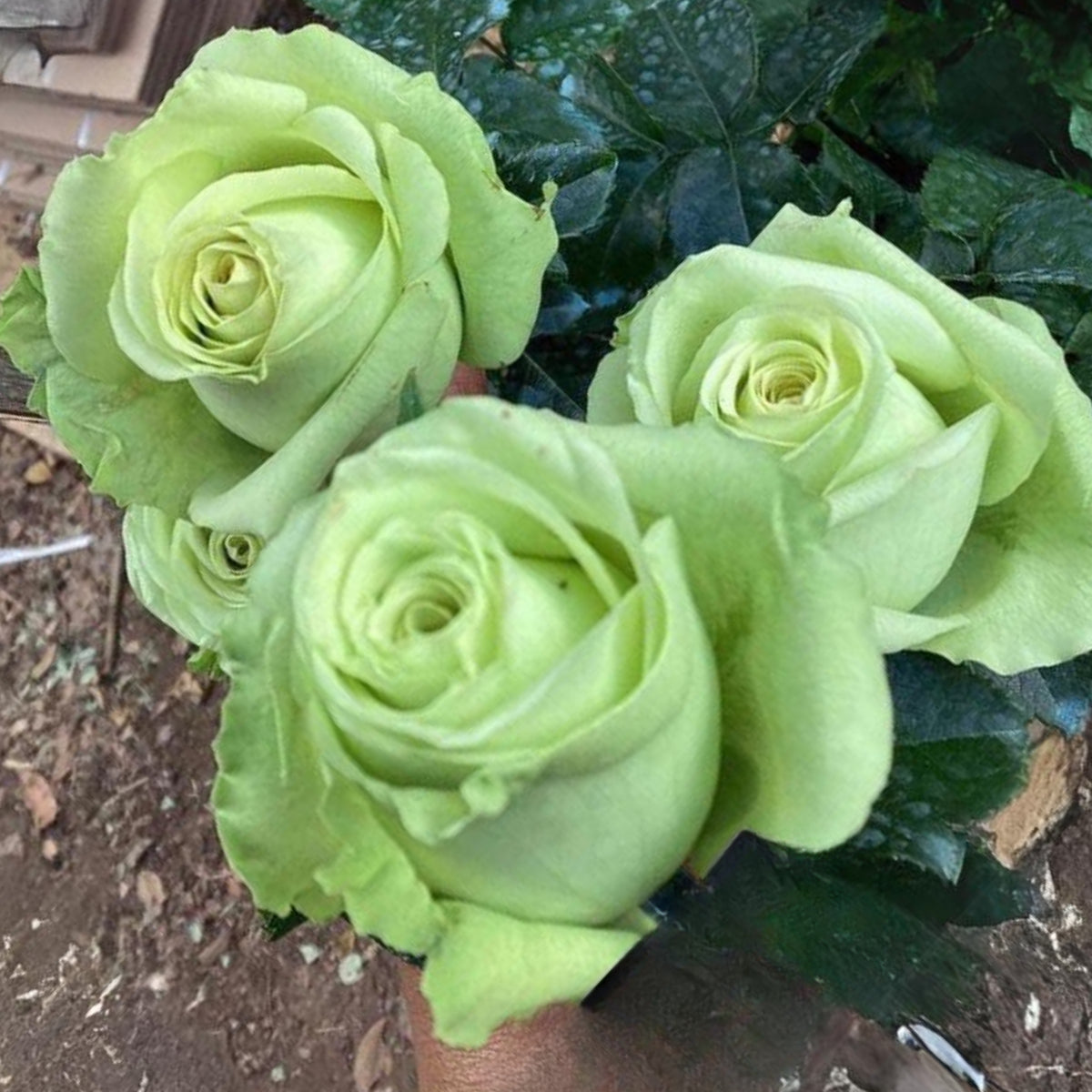 Bright Green Rose Seeds, 30 seeds