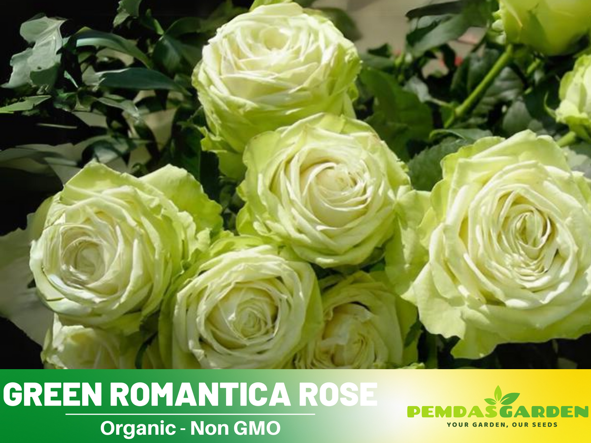 30 Rare Seed | Bright Green Rose Seeds Flower #1076