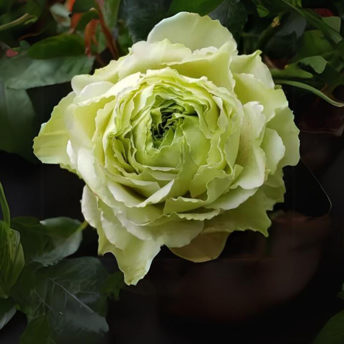 Bright Green Rose Seeds Flower, 30 seeds