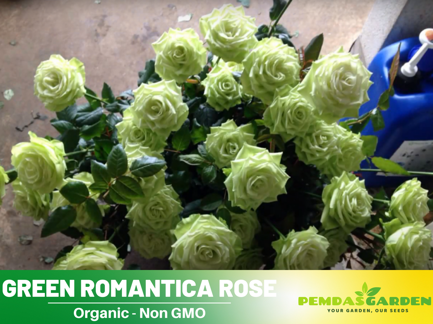 mint green rose seeds Rose Seed - Bright Green Rose Seeds