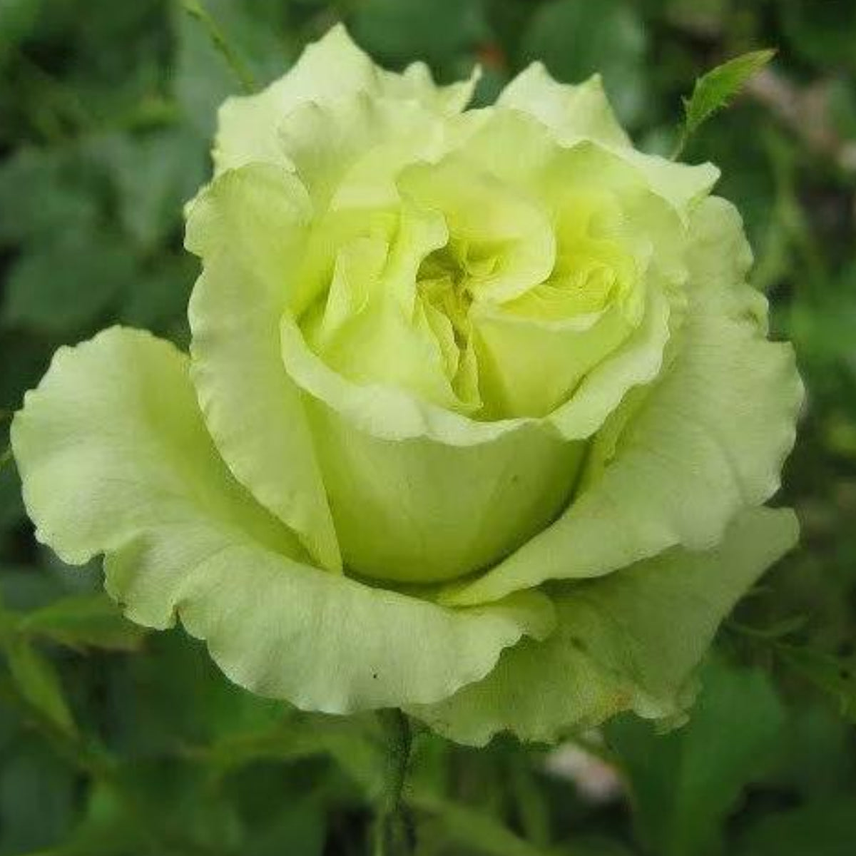 Bright Green Rose Seeds, 30 seeds