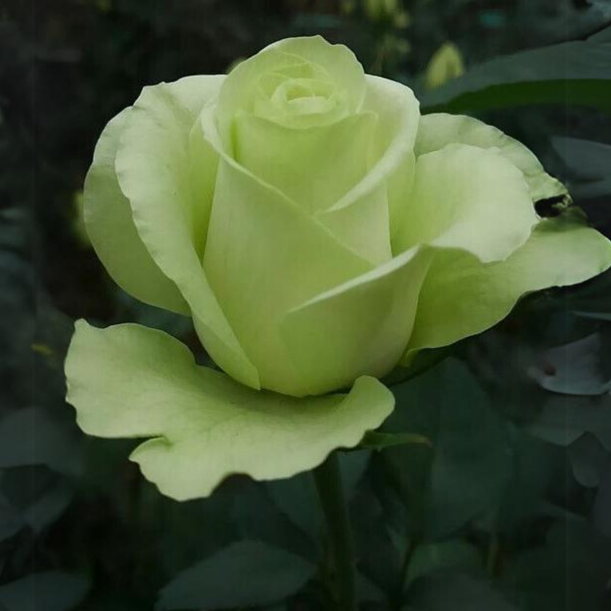 Bright Green Rose Seeds, 30 seeds