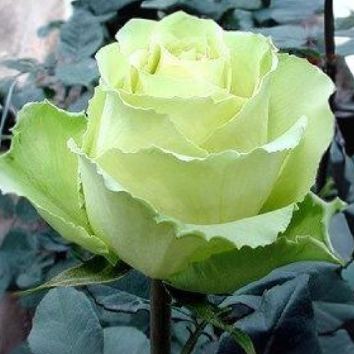 Bright Green Rose Seeds Flower, 30 seeds