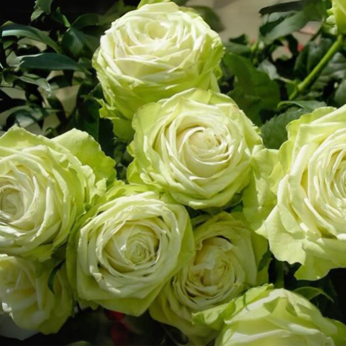 Bright Green Rose Seeds Flower, 30 seeds