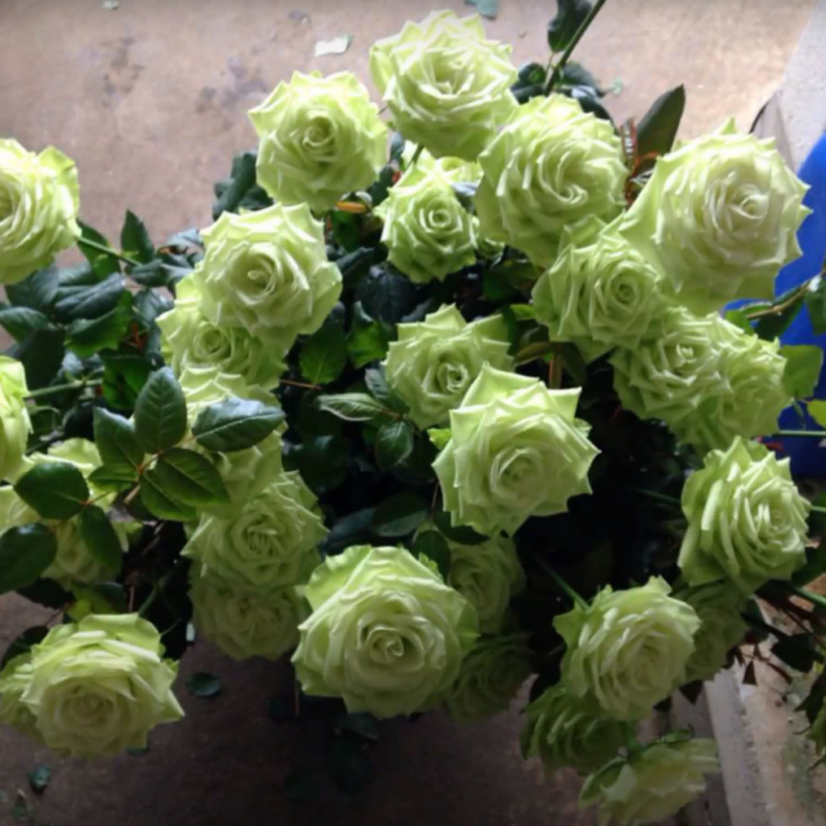 Bright Green Rose Seeds Flower, 30 seeds