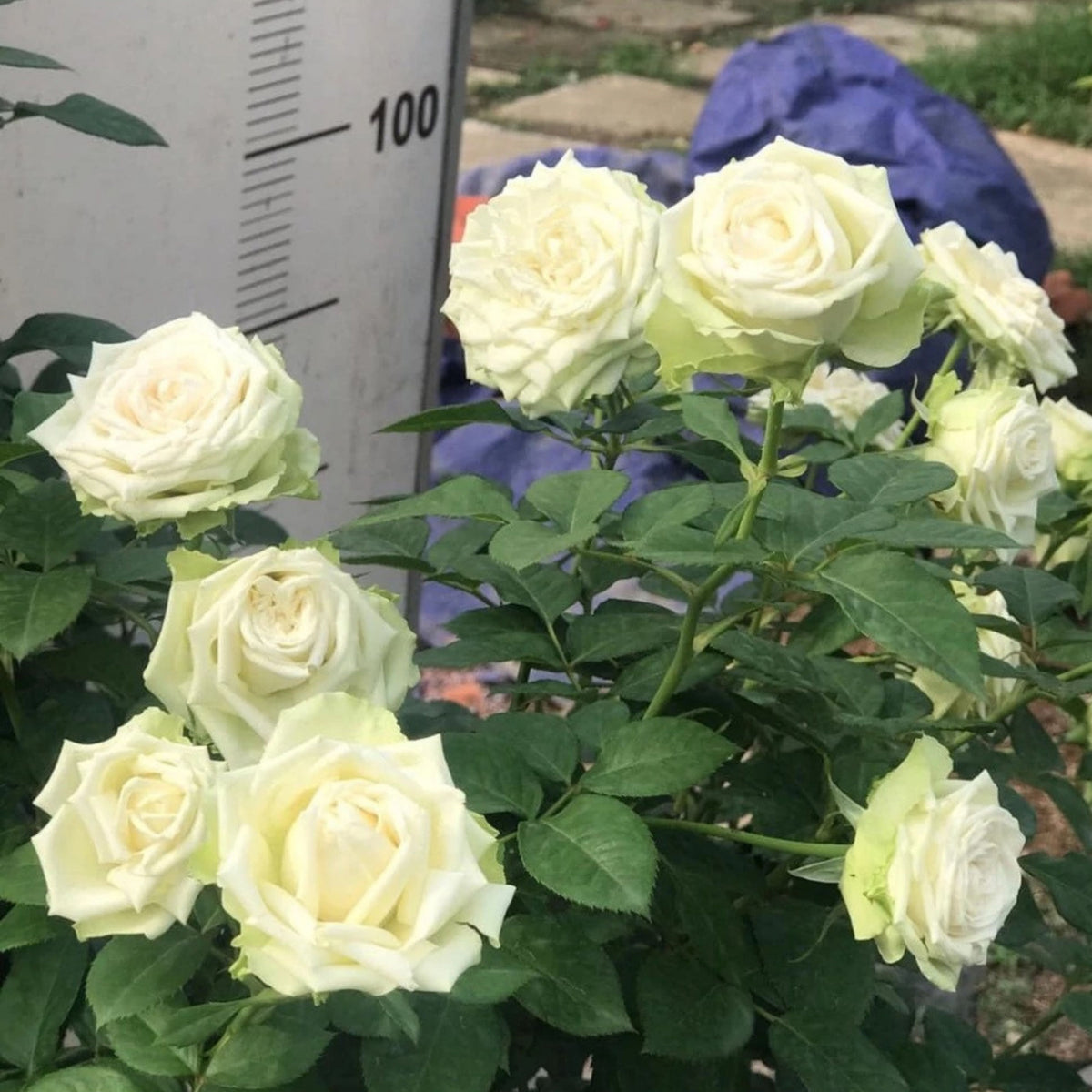 Bright Green Rose Seeds Flower, 30 seeds