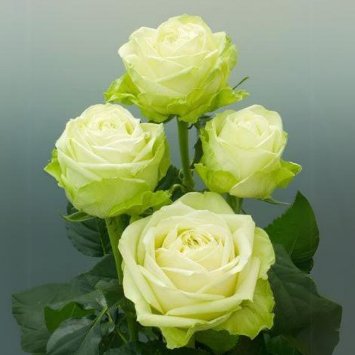 Bright Green Rose Seeds Flower, 30 seeds