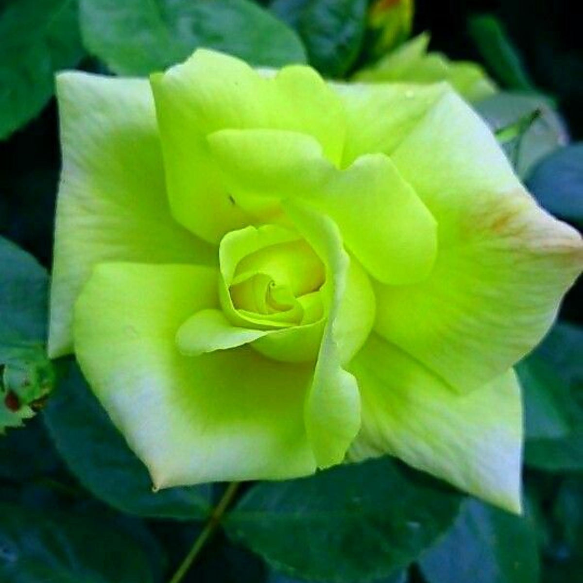 Bright Green Rose Seeds Flower, 30 seeds