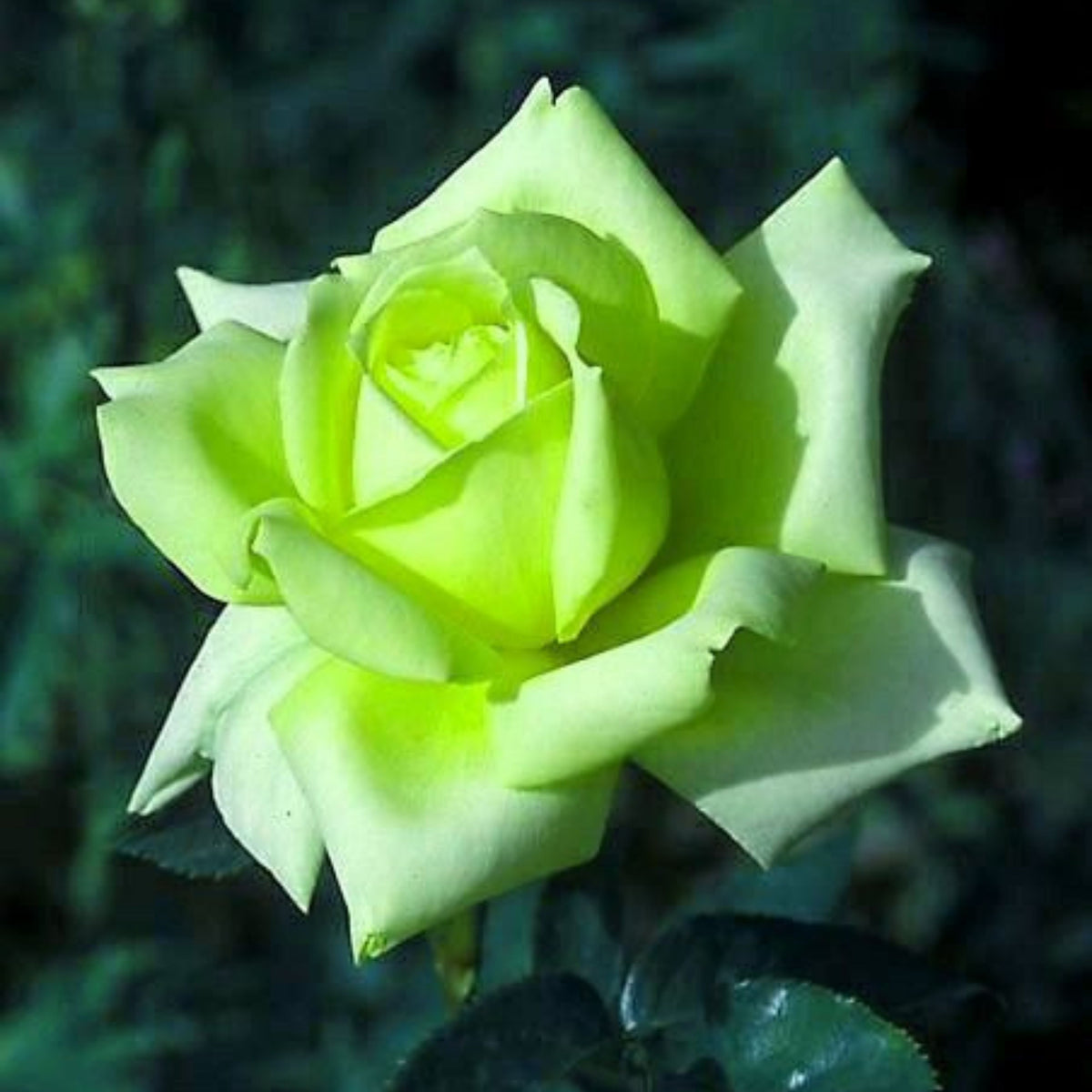 Bright Green Rose Seeds Flower, 30 seeds