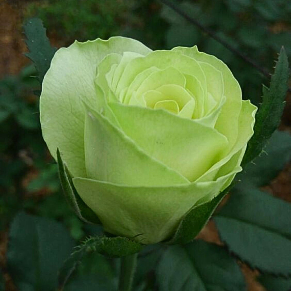Bright Green Rose Seeds Flower, 30 seeds