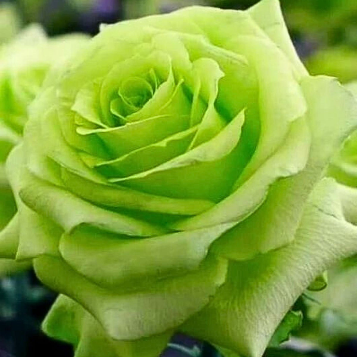 Bright Green Rose Seeds Flower, 30 seeds