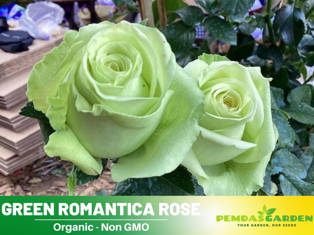 30 Rare Seed | Bright Green Rose Seeds Flower #1076