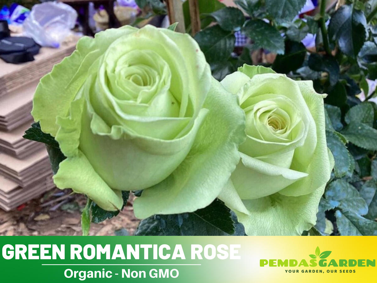 30 Rare Seed - Bright Green Rose Seeds #1076
