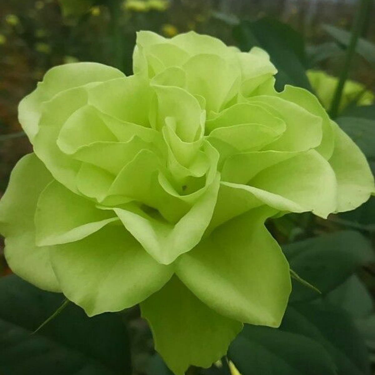 Bright Green Rose Seeds Flower, 30 seeds