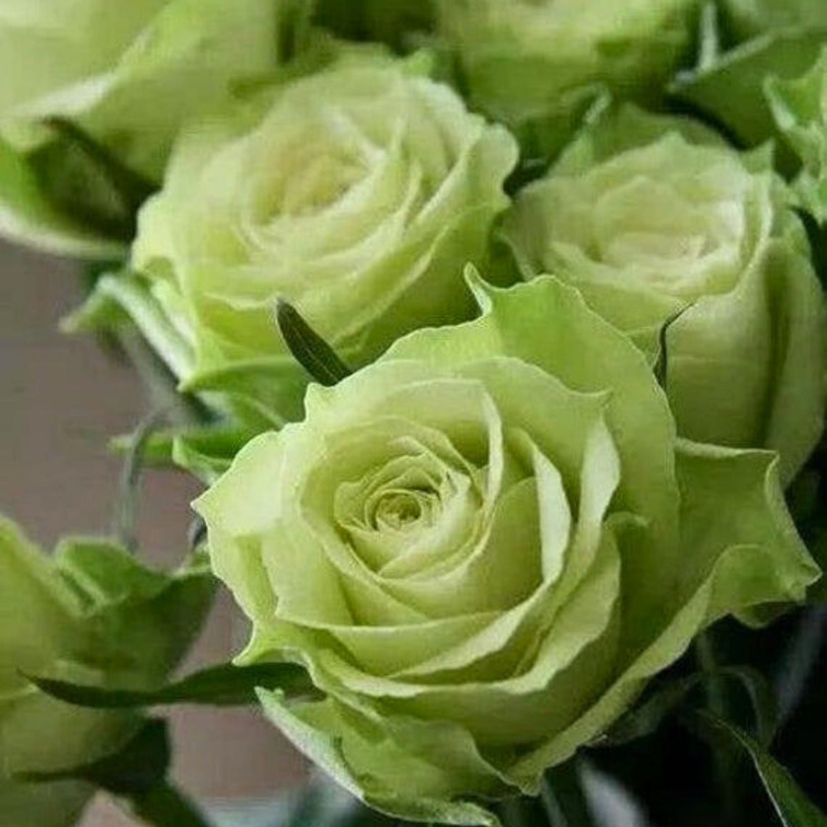 Bright Green Rose Seeds Flower, 30 seeds