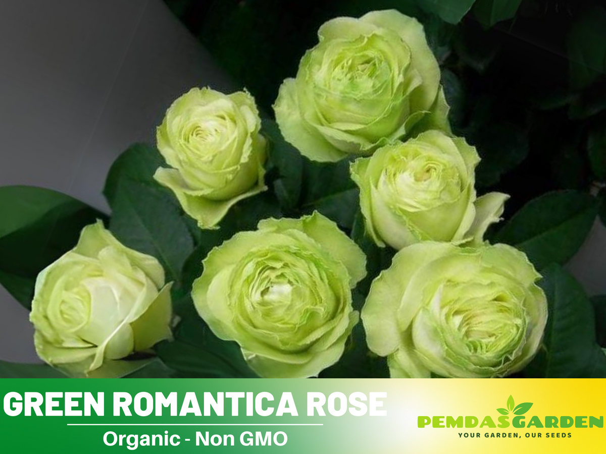 30 Rare Seed | Bright Green Rose Seeds Flower #1076