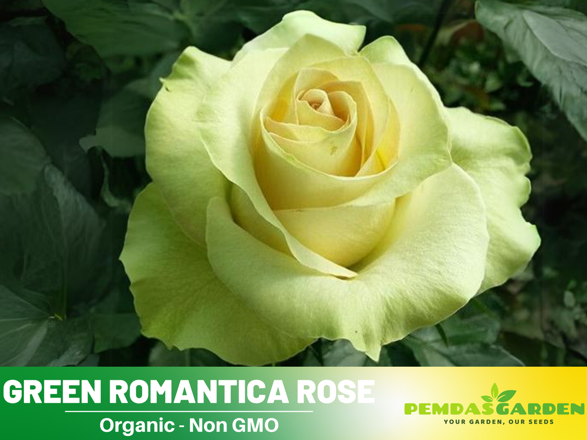 30 Rare Seed | Bright Green Rose Seeds Flower #1076