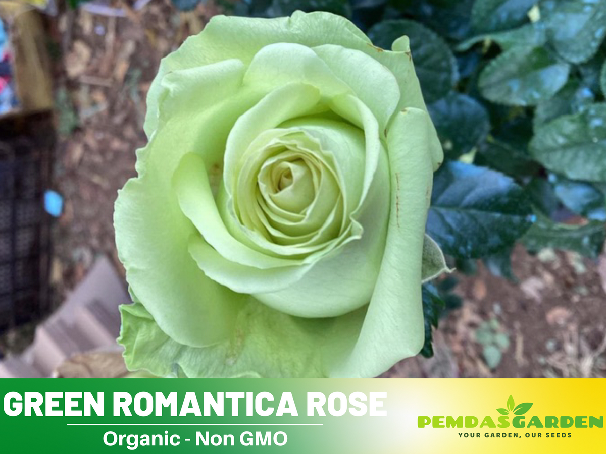 30 Rare Seed | Bright Green Rose Seeds Flower #1076