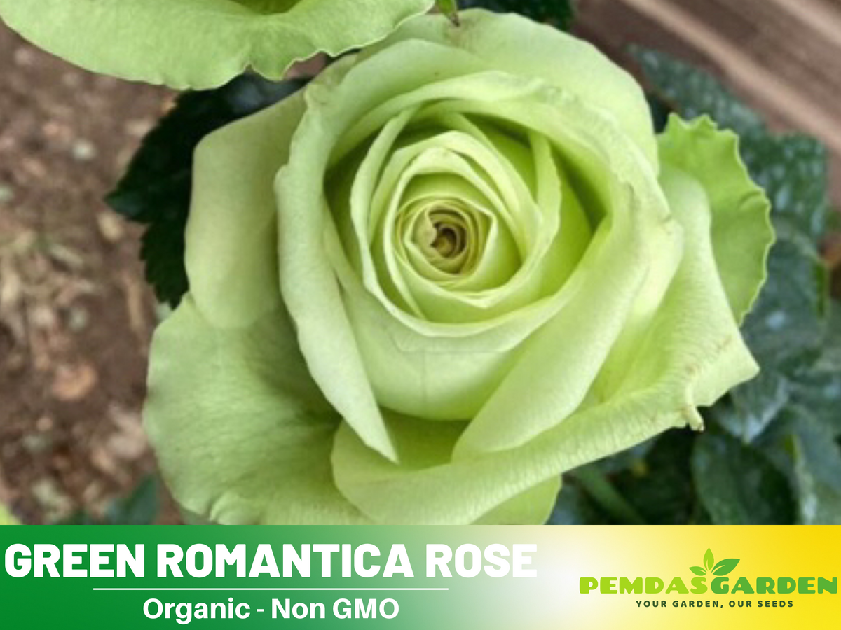 30 Rare Seed | Bright Green Rose Seeds Flower #1076