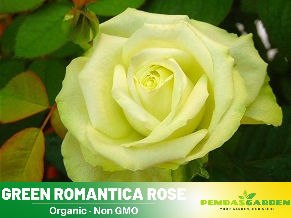 30 Rare Seed | Bright Green Rose Seeds Flower #1076