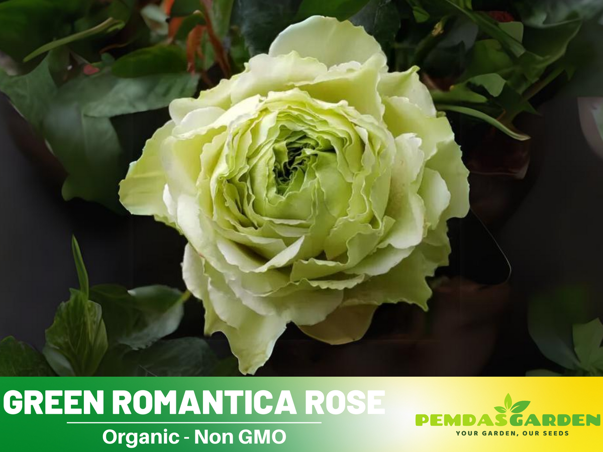 30 Rare Seed | Bright Green Rose Seeds Flower #1076