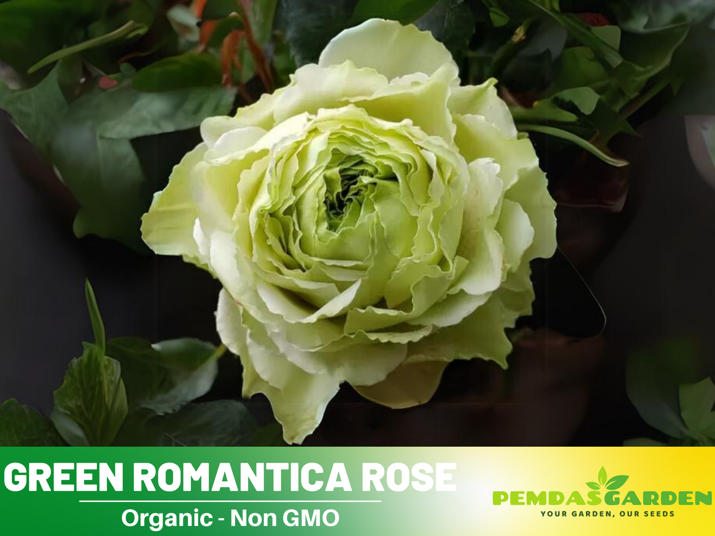 mint green rose seeds 30 Rare Seed