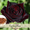30 Rare Seed | Red Black True Blood Rose Seeds #1078