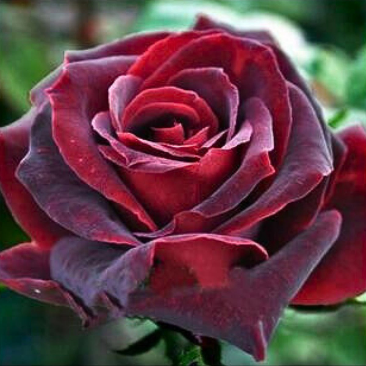 Red Black True Blood Rose Seeds, 30 seeds