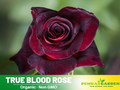 30 Rare Seed | Red Black True Blood Rose Seeds #1078