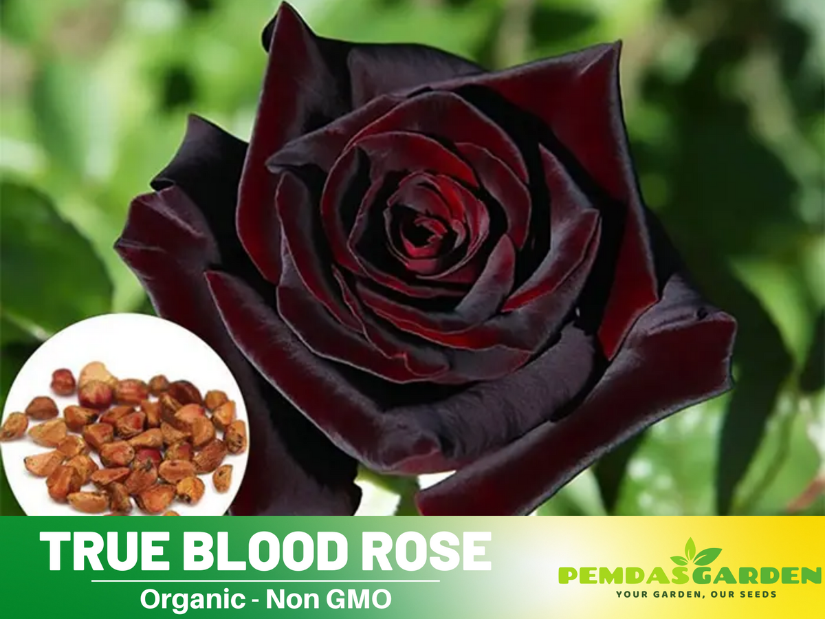 30 Rare Seed | Red Black True Blood Rose Seeds #1078