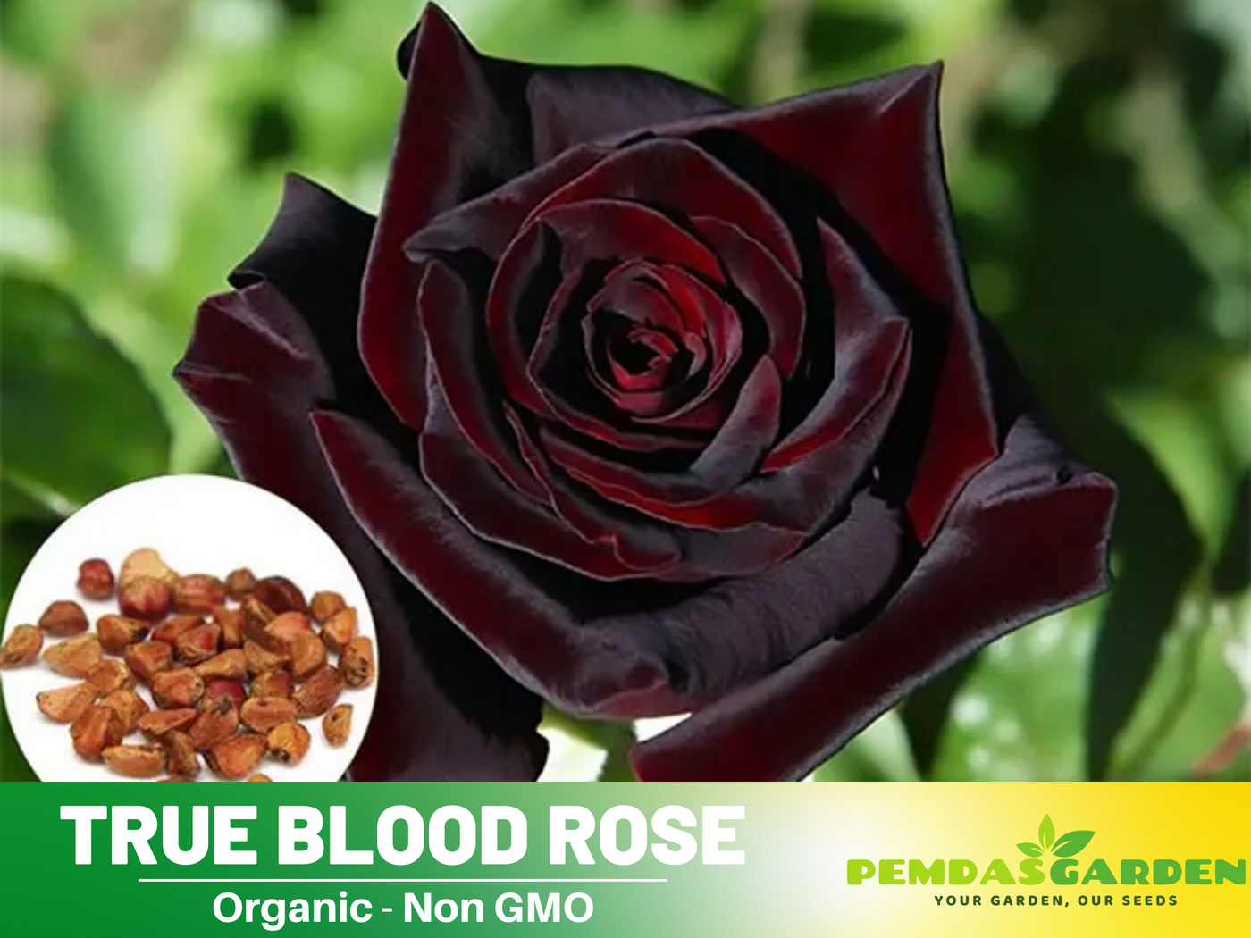 where to buy black rose seeds 30 Rare seed