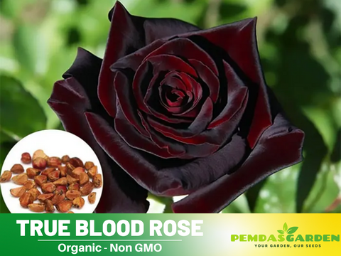 rose seed 30 Rare Seed