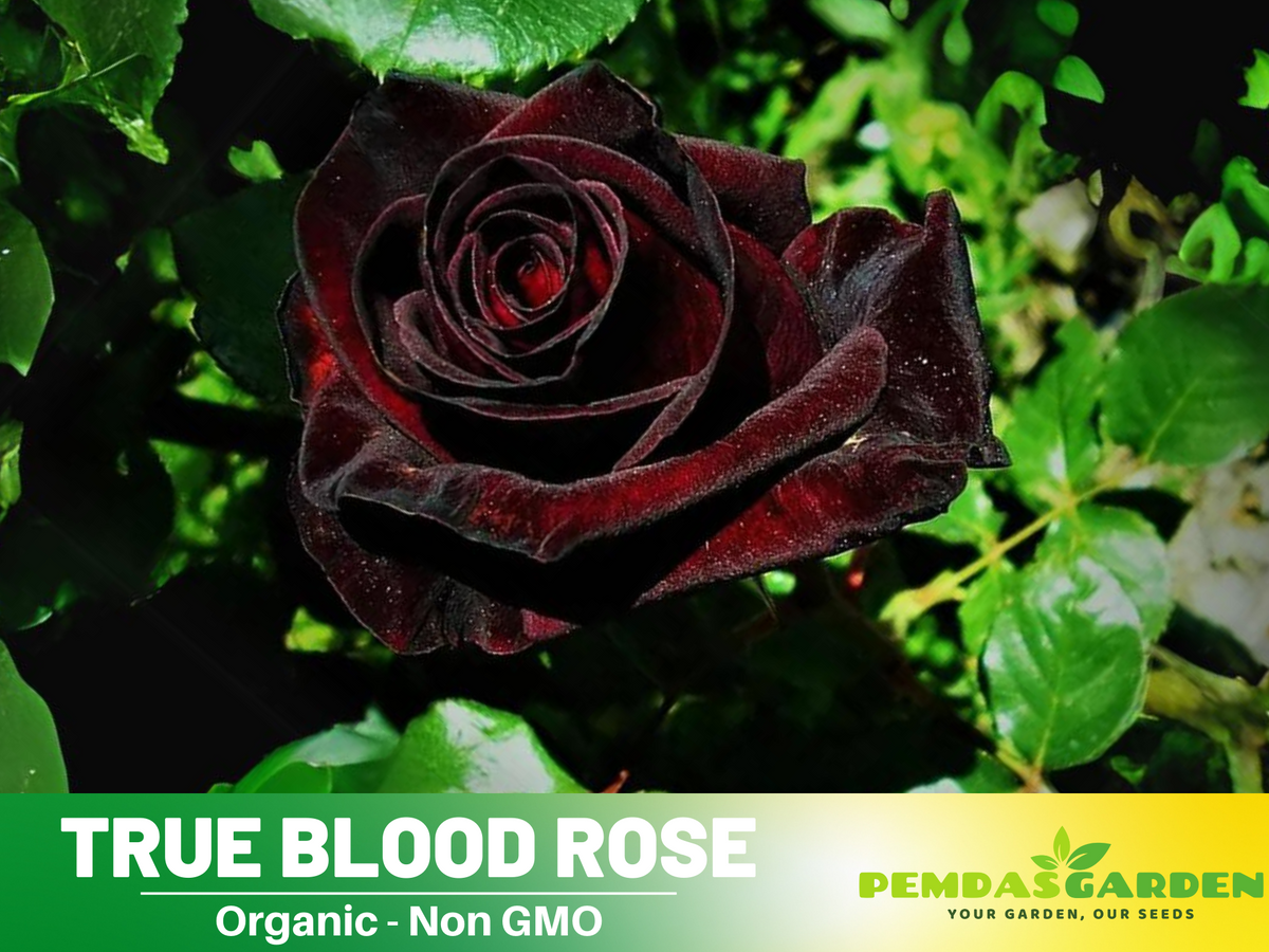 30 Rare Seed | Red Black True Blood Rose Seeds #1078