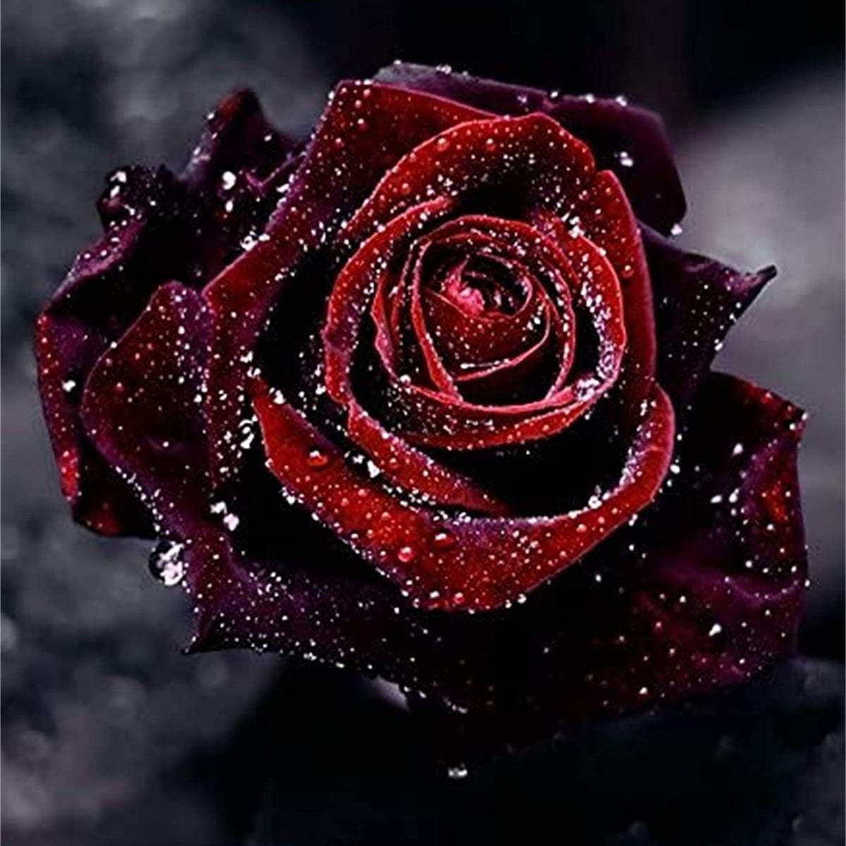Red Black True Blood Rose Seeds, 30 seeds