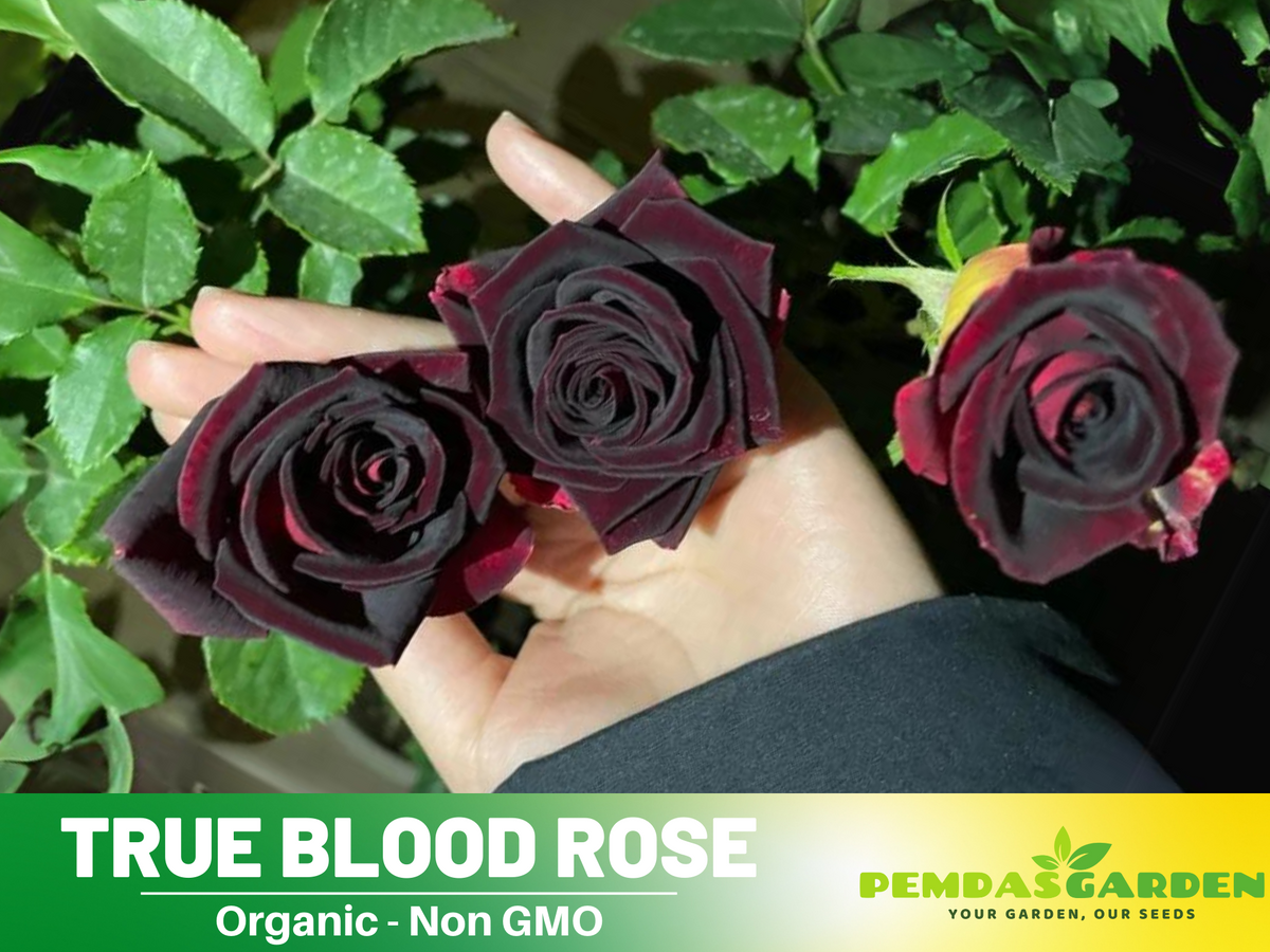 30 Rare Seed | Red Black True Blood Rose Seeds #1078