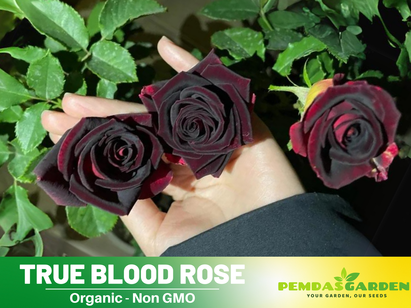 true blood black rose seeds 30 Rare seed