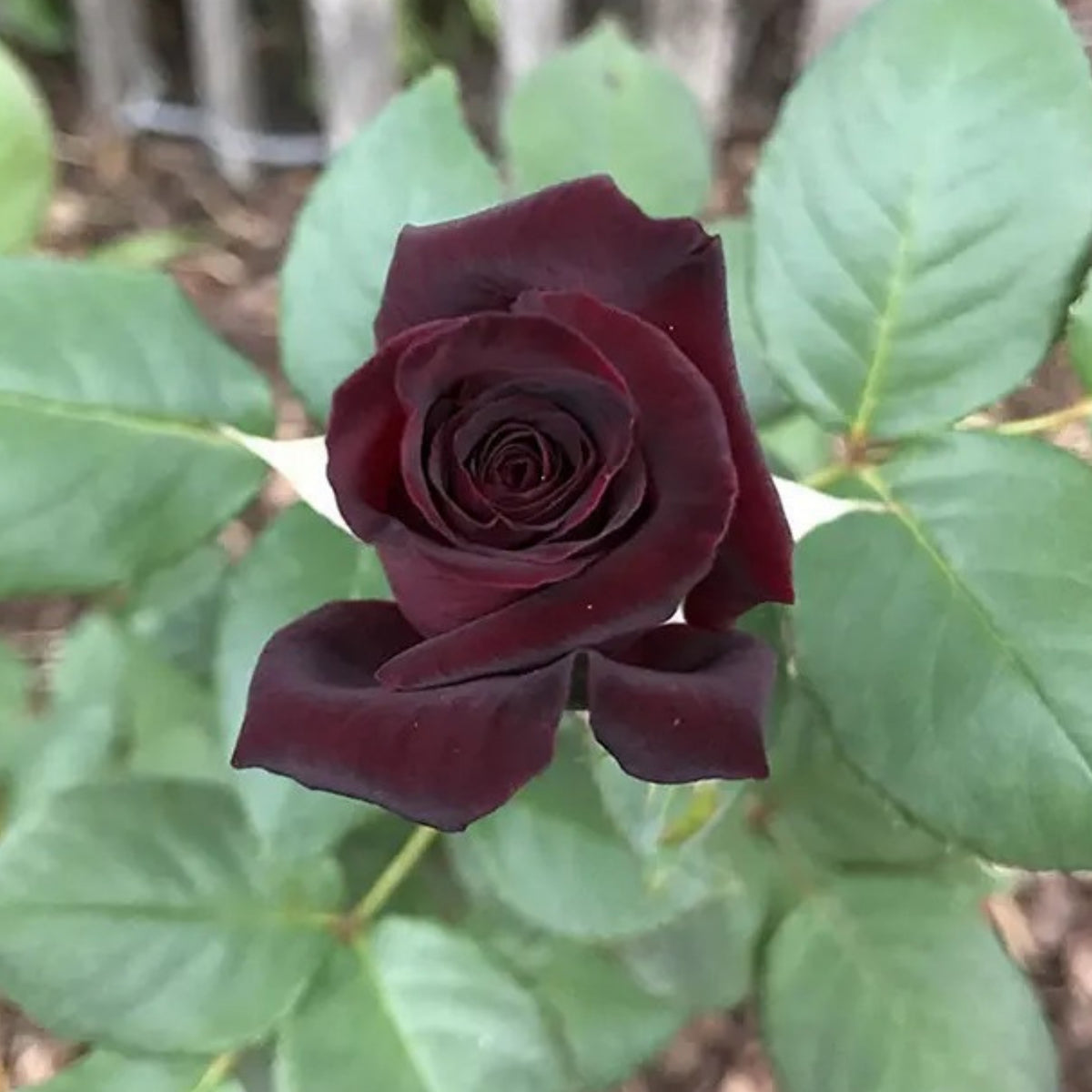Red Black True Blood Rose Seeds, 30 seeds