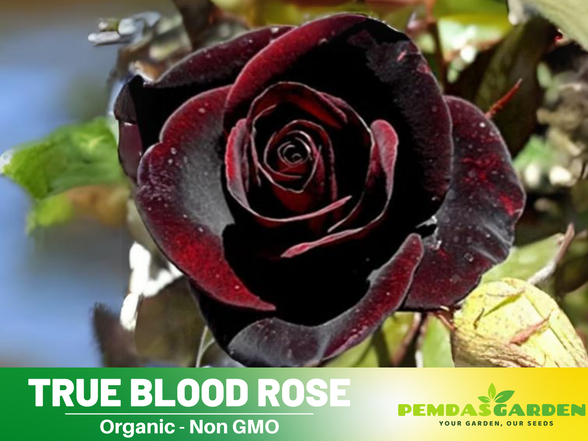 30 Rare Seed | Red Black True Blood Rose Seeds #1078