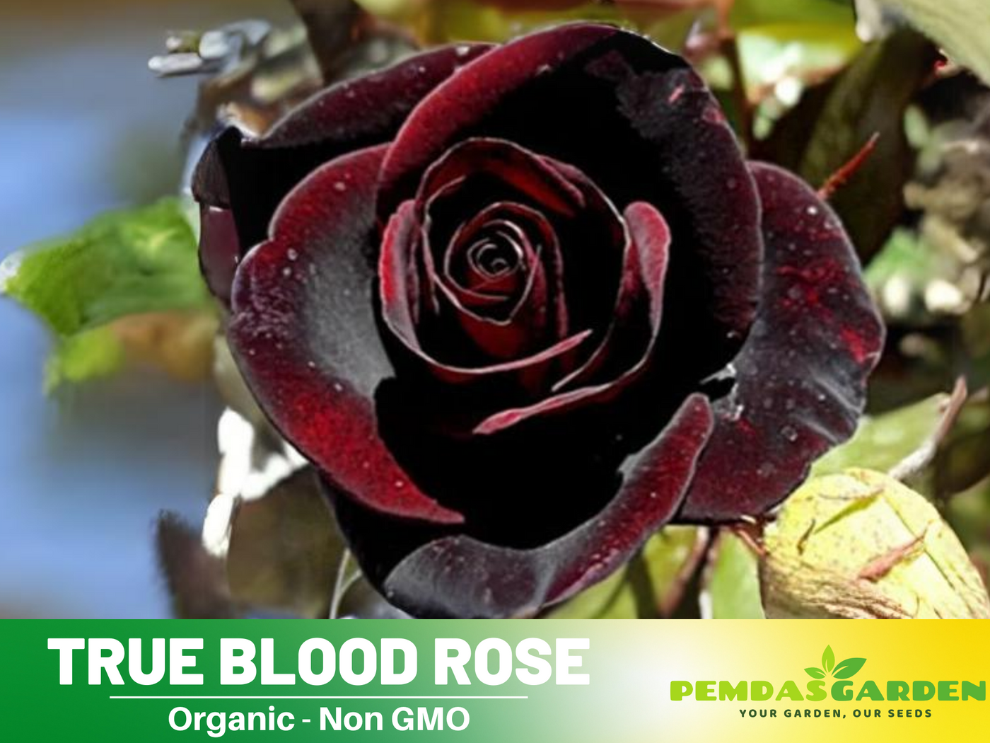 black magic rose seeds 30 Rare seed