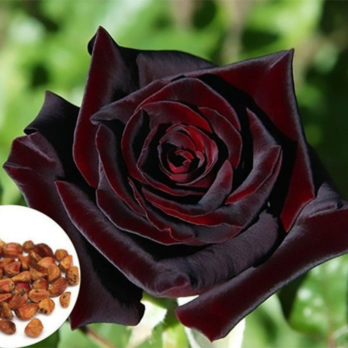 Red Black True Blood Rose Seeds, 30 seeds