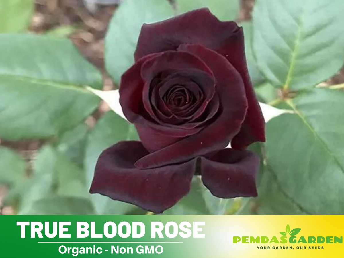 30 Rare Seed | Red Black True Blood Rose Seeds #1078