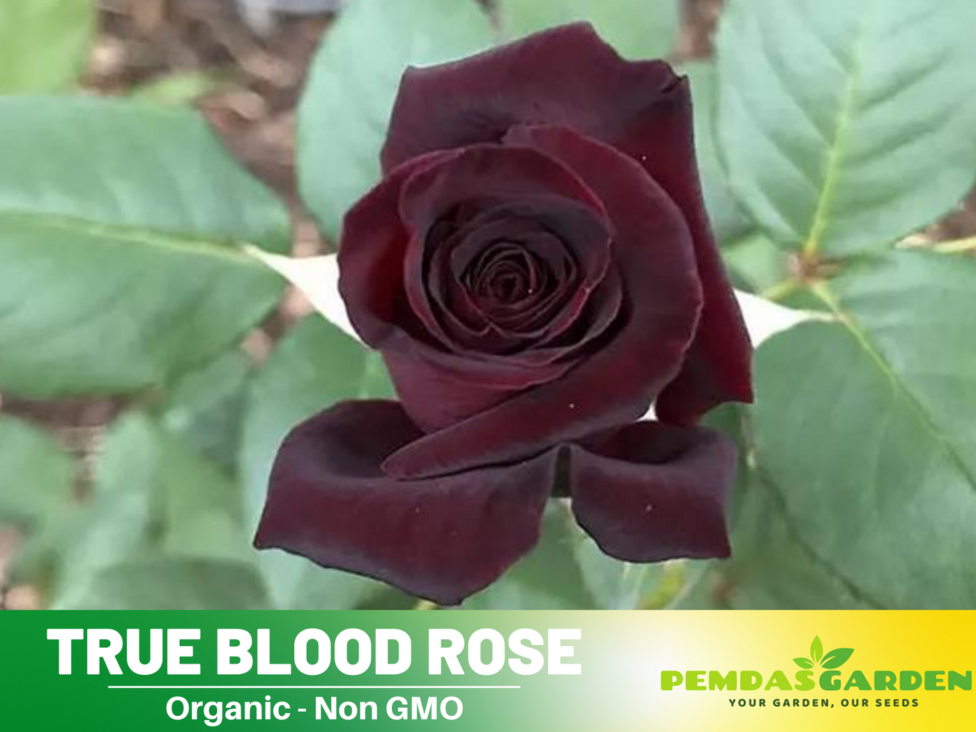 true blood rose seeds 30 Rare seed