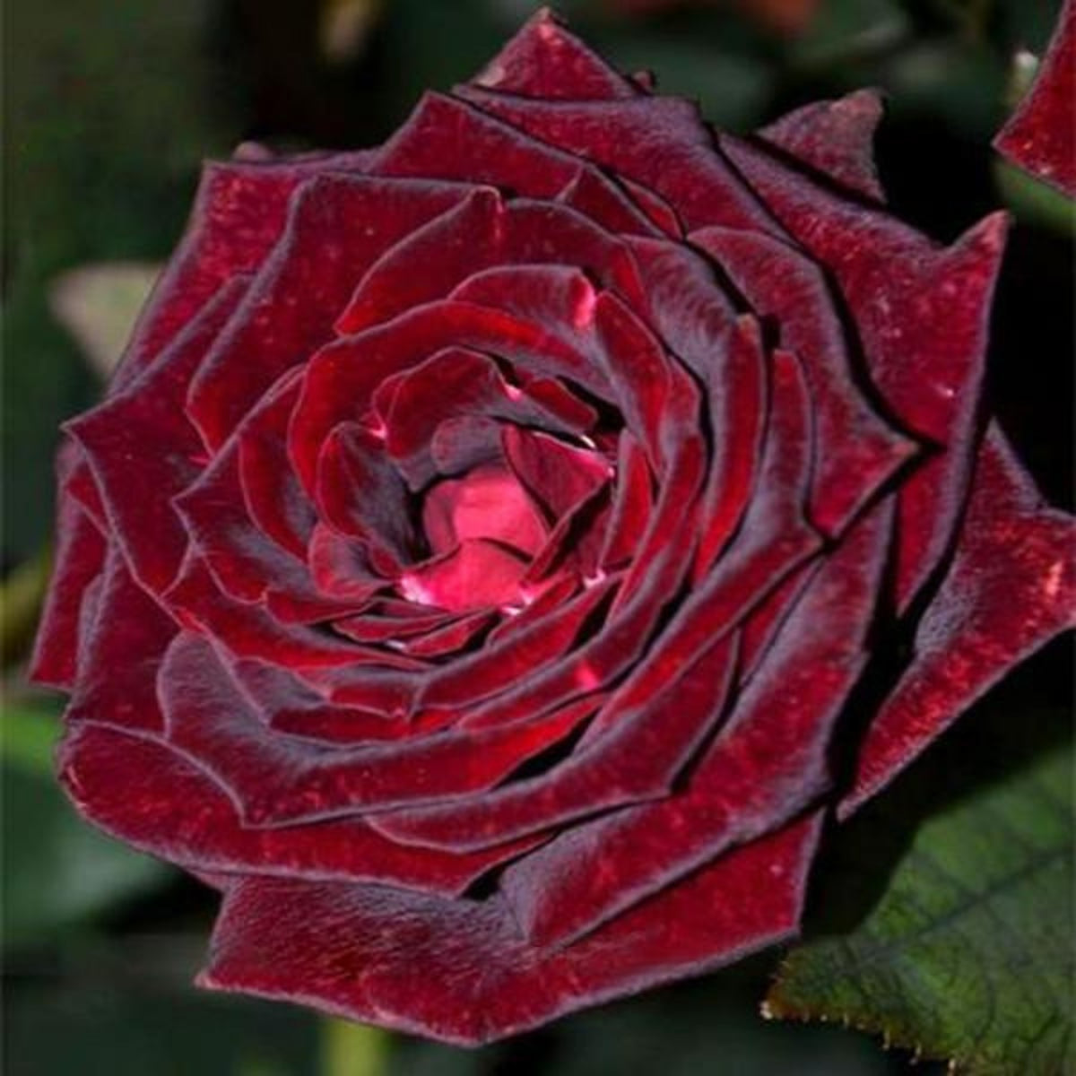 Red Black True Blood Rose Seeds, 30 seeds