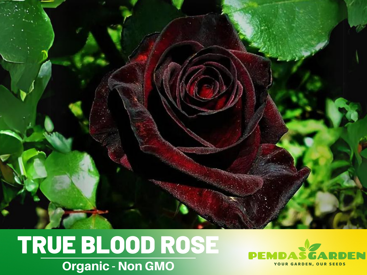 30 Rare Seed | Red Black True Blood Rose Seeds #1078